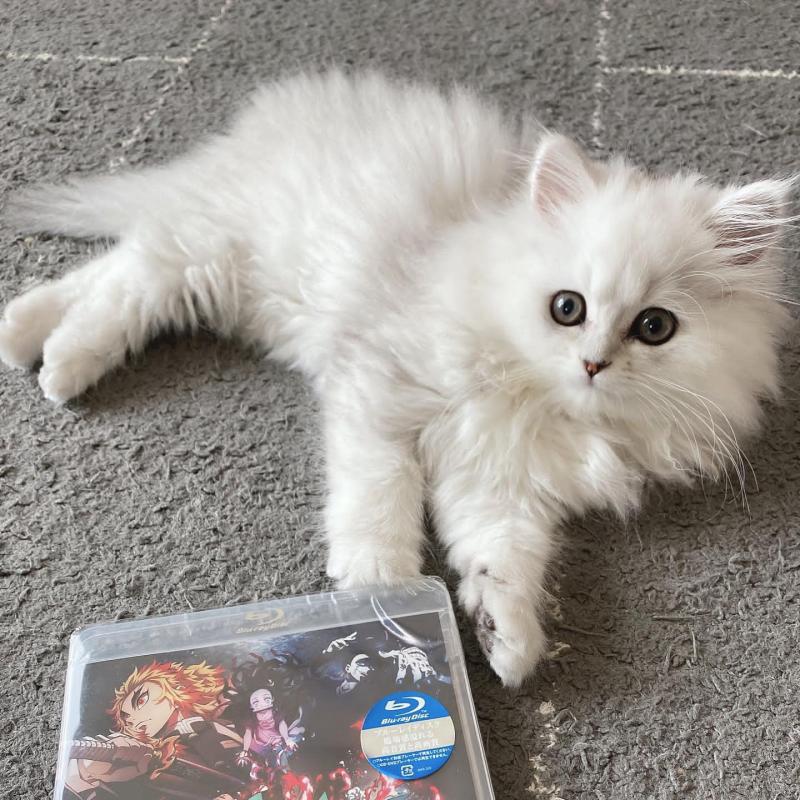 Cute Persian Kittens For Adoption Image eClassifieds4u