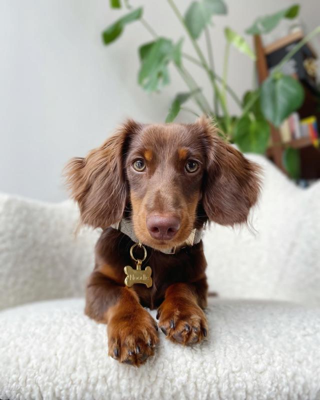 Dachshund Puppies For Adoption Image eClassifieds4u