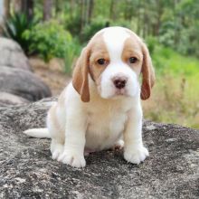 Beagle puppies for adoption(stancyvalma@gmail.com) Image eClassifieds4U