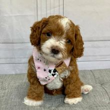 cavapoo puppies for adoption (alishaken896@gmail.com) Image eClassifieds4U