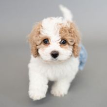 🟥🍁🟥CANADIAN C.K.C MALTIPOO PUPPIES AVAILABLE Image eClassifieds4U