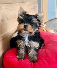🍁🟥CANADIAN C.K.C YORKSHIRE TERRIER PUPPIES AVAILABLE Image eClassifieds4U