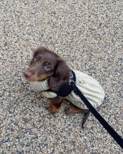 Cute Dachshund Puppies For Adoption Image eClassifieds4u 1