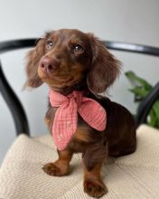 Cute Dachshund Puppies For Adoption Image eClassifieds4u 2