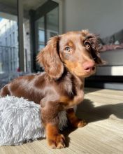 Dachshund Puppies For Adoption Image eClassifieds4u 2