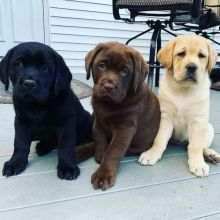 Labrador puppies ready for adoption(carolinasantos11234@gmail.com) Image eClassifieds4U