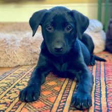 Labrador Retriever Puppies For Adoption Image eClassifieds4u 2