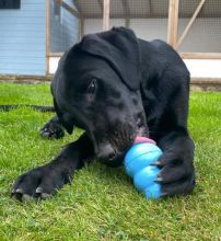 Labrador Retriever Puppies For Adoption Image eClassifieds4u 2