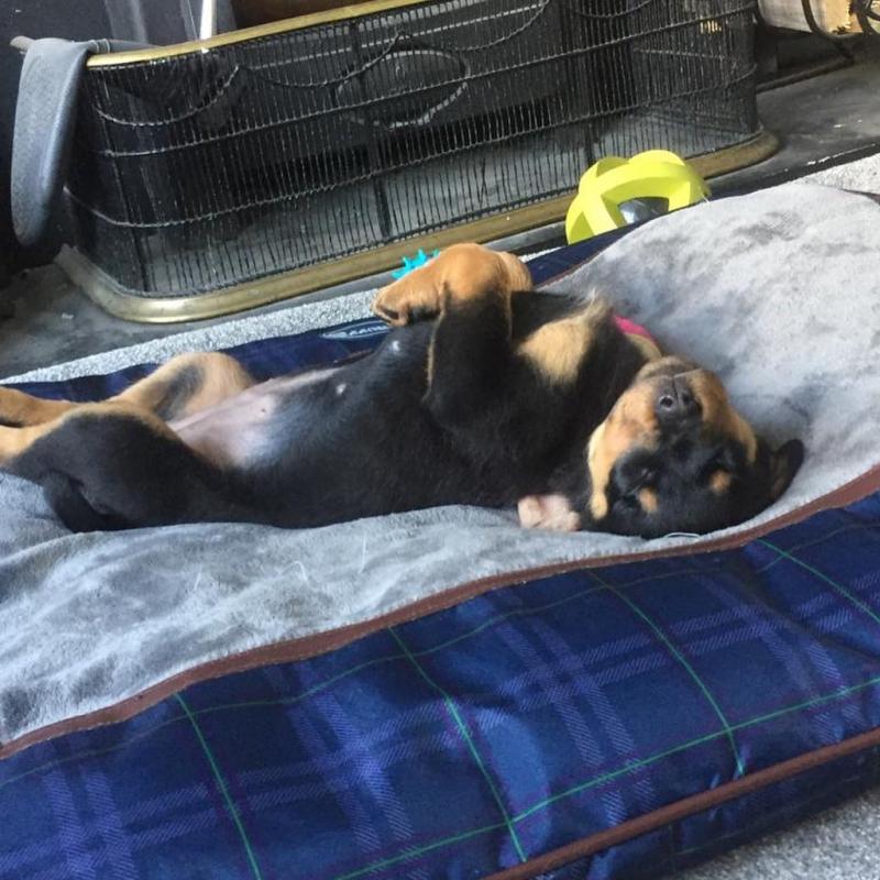 Male and female Rottweiler puppies for pet lovers Image eClassifieds4u