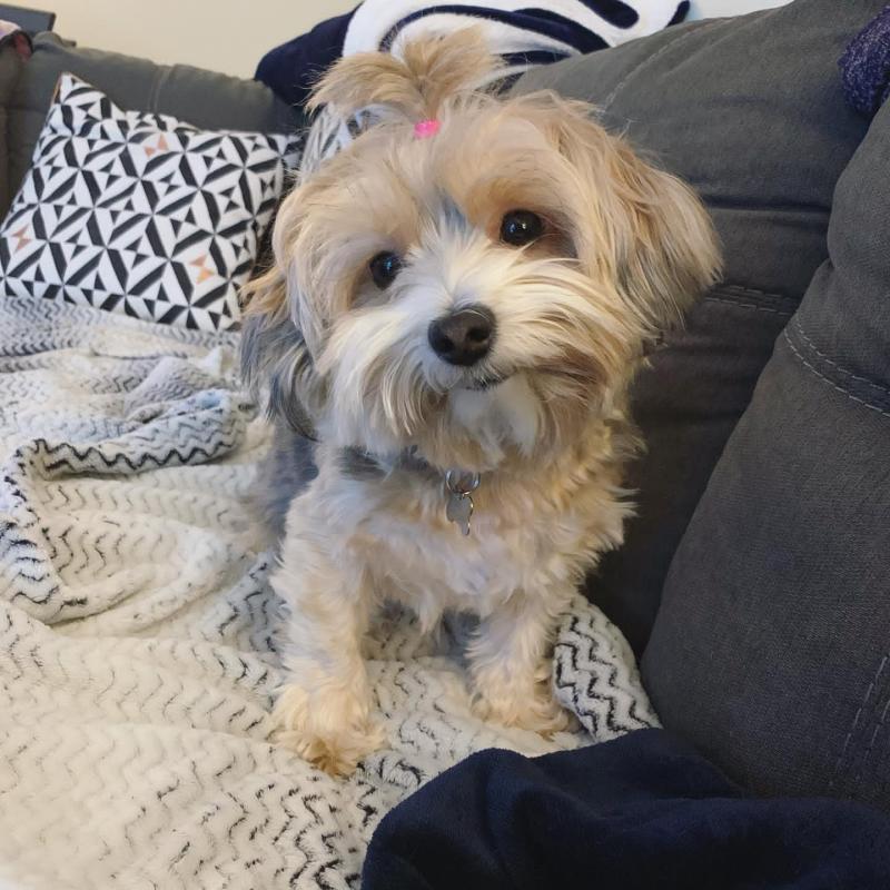 Morkie Puppies For Adoption Image eClassifieds4u