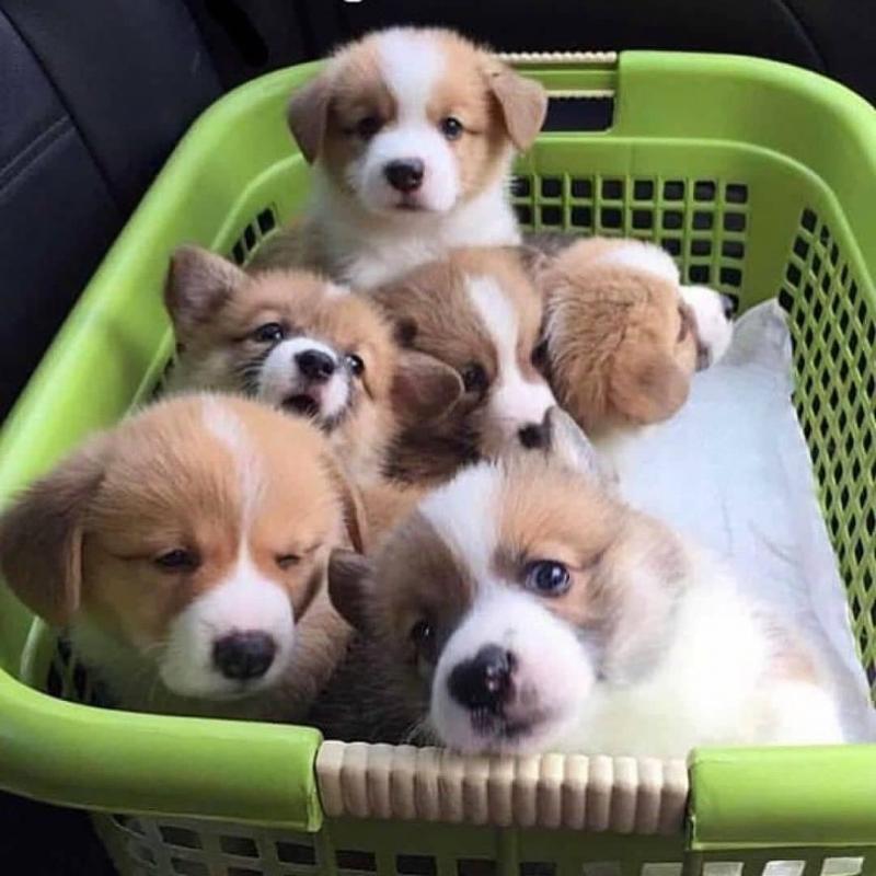 🟥🍁🟥CANADIAN PEMBROKE WELSH CORGI PUPPIES AVAILABLE Image eClassifieds4u