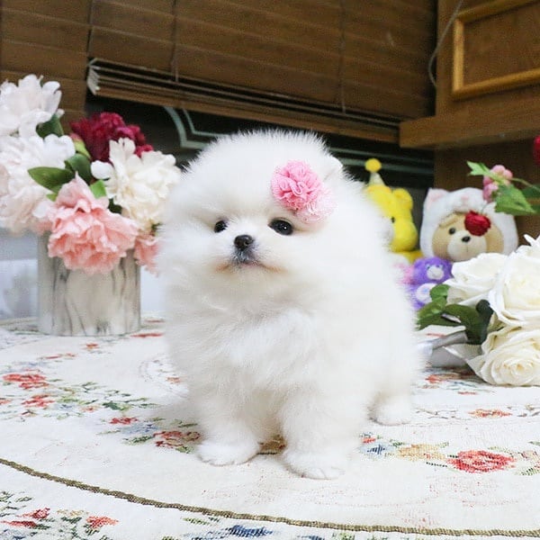 POMERANIAN PUPPIES FOR ADOPTION Image eClassifieds4u
