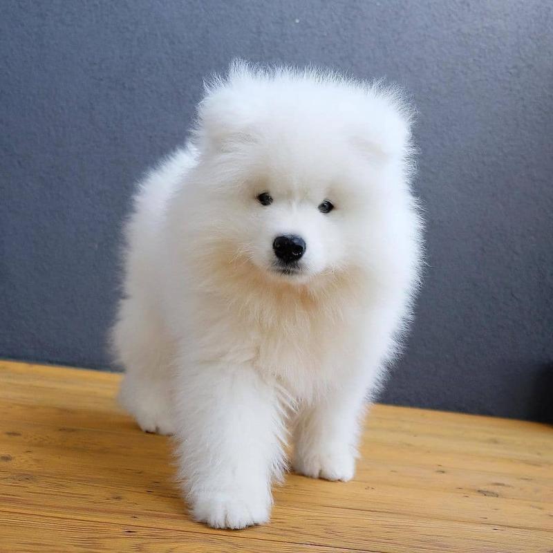 Samoyed puppies for adoption(emilyrose0081@gmail.com) Image eClassifieds4u
