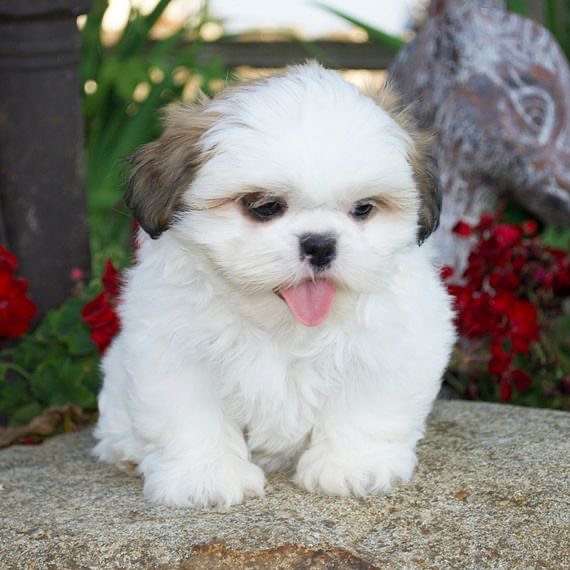 shih tzu Puppies Available for adoption[jennifer57jones@gmail.com] Image eClassifieds4u