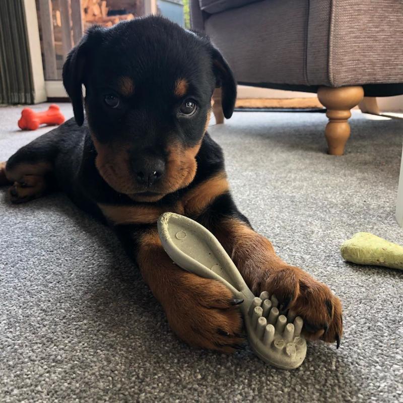 Top Quality Rottweiler Puppies Image eClassifieds4u