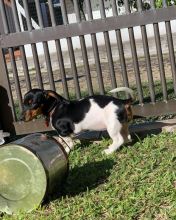 12 Weeks Old Dachshund Available