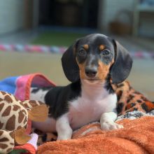 12 weeks old Dachshund Puppies for Adoption