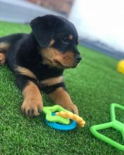 12 weeks old Rottweiler Puppies for Adoption