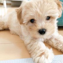 Adorable and tiny maltipoo puppies free adoption