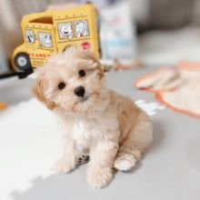 Adorable Maltipoo Puppy For Sale