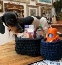 Awesome family raised Dachshund puppies for adoption