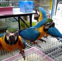 Blue and Gold Macaw Parrots for adoption