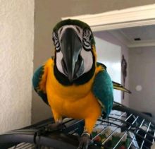 Blue and Gold Macaw Parrots for adoption