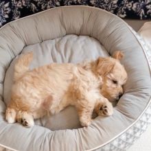 Cute AKC Maltipoo Puppies