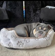 cute english bulldog for adoption