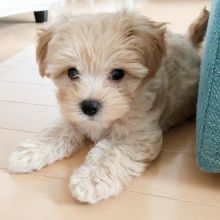 Cute Maltipoo Puppies