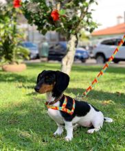 Dachshund Puppies