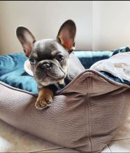 lovely french bulldog for adoption