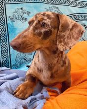 Male and female Dachshund puppies for pet lovers