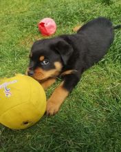 Male and Female Rottweiler Puppies