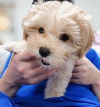 Maltipoo Puppy