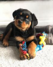 Marvellous Rottweiler for adoption
