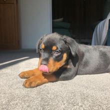 Marvellous Rottweiler for adoption