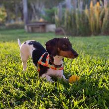 Quality Dachshund puppies for adoption