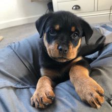 Rottweiler Puppies Available