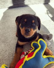 Rottweiler Puppies for Sale