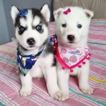 Siberian husky puppies for adoption(elizabethjames11321@gmail.com)