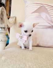 Teacup Toy Chihuahua puppies for adoption