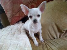 Teacup Toy Chihuahua puppies for adoption