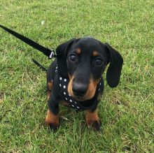 Top quality Dachshund puppies for adoption