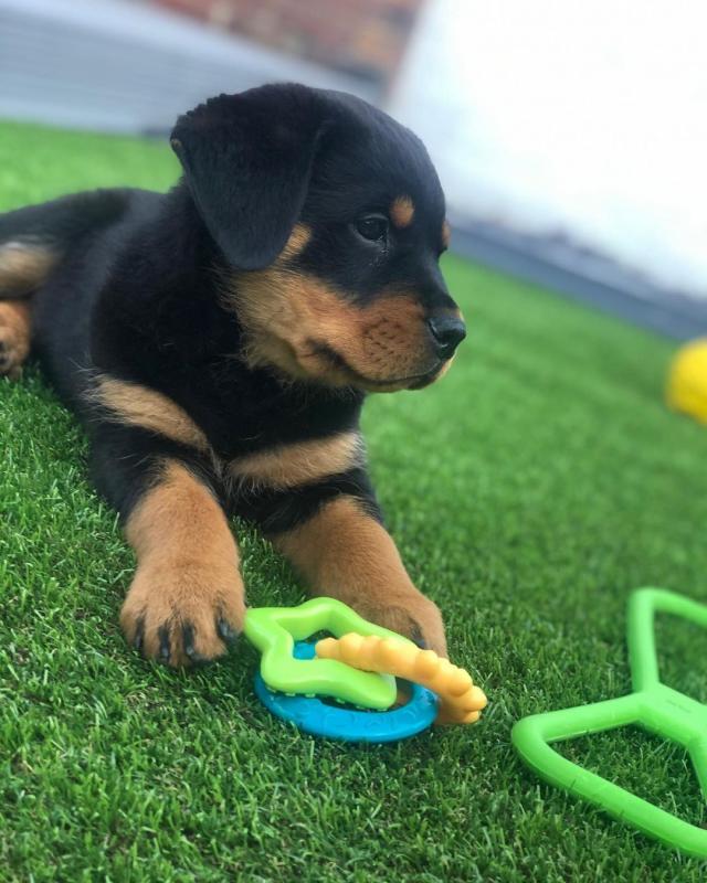 12 weeks old Rottweiler Puppies for Adoption Image eClassifieds4u