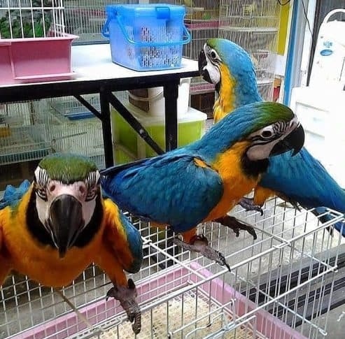 Blue and Gold Macaw Parrots for adoption Image eClassifieds4u