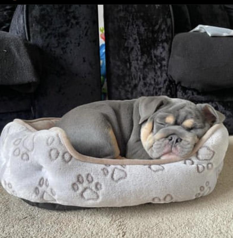 cute english bulldog for adoption Image eClassifieds4u