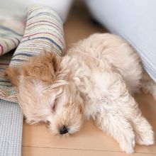 Adorable Maltipoo Puppy For Sale Image eClassifieds4u 3