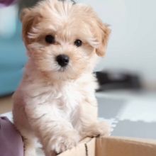 Cute Maltipoo Puppies Image eClassifieds4u 2