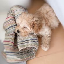 Male Maltipoo Puppy Image eClassifieds4u 1